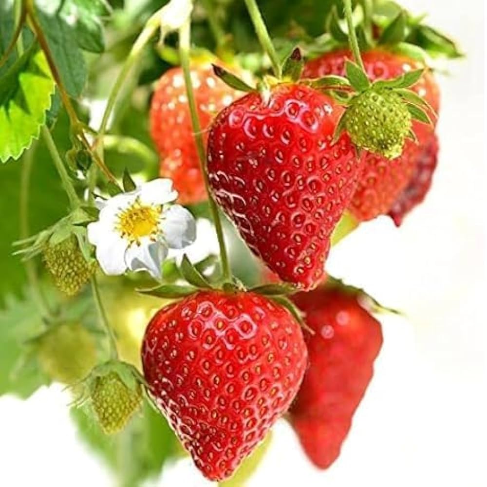 red climbing flower seeds