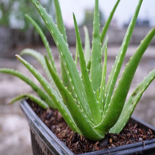 greenaloeveraheirloomnongmo flower seeds