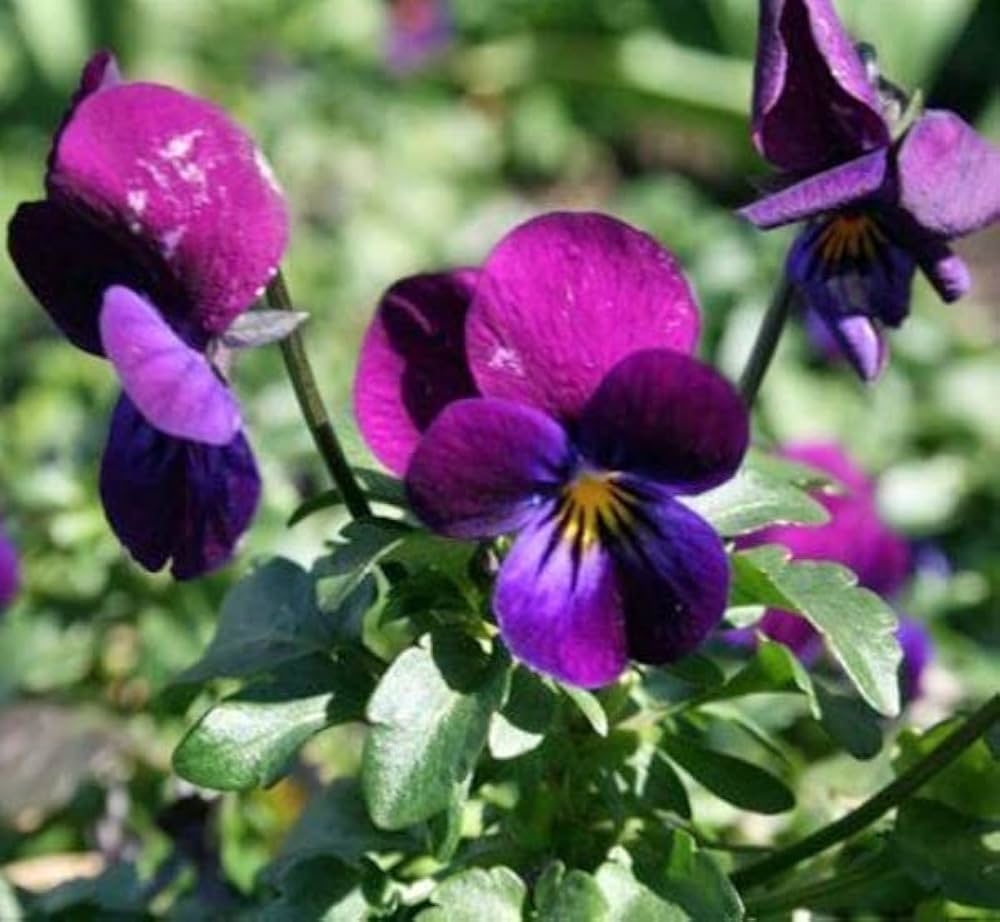 henry viola flower seeds