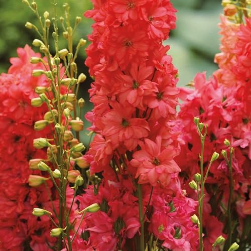 Delphinium Flower Seeds – Heirloom, Non-GMO, High Germination Organic Garden Seeds for Planting