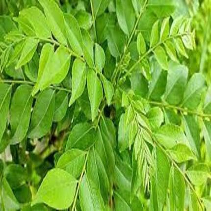 Curryleaf Green Seeds – Heirloom, Non-GMO, High Germination Organic Garden Seeds Planting