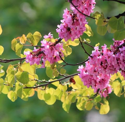 green cercis flower seeds