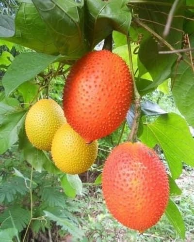 Gemischte Gac-Samen, alte Sorte, gentechnikfrei, hohe Keimrate, Bio-Gartensamen zum Pflanzen