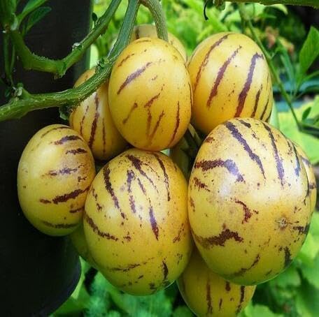 Yellow Pepino Seeds – Heirloom, Non-GMO, High Germination Organic Garden Seeds