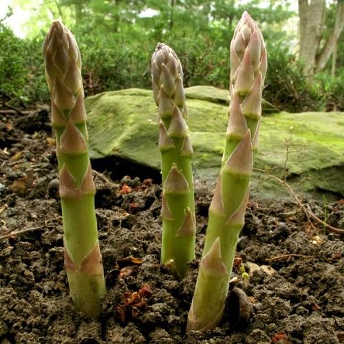 Green Asparagus Seeds – Heirloom, Non-GMO, High Germination Organic Garden Seeds Planting