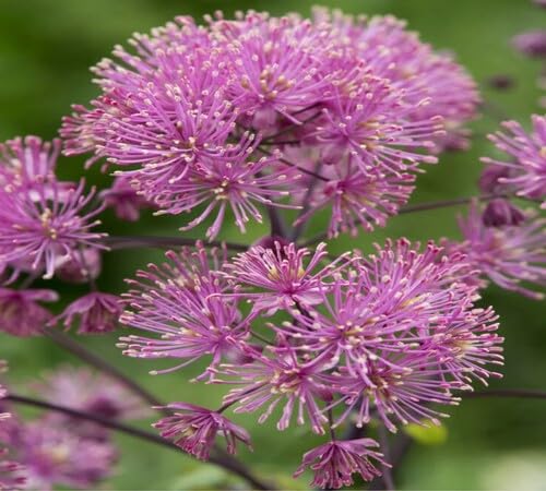 Pink Thalictrum Flower Seeds Heirloom Non-GMO High Germination Organic Garden Seeds for Planting