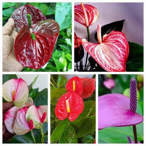 Mixed Anthurium Flower Seeds for Planting – Heirloom Non-GMO High Germination Seeds