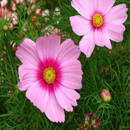Pink Bipinnatus Flower Seeds for Planting – Heirloom Non-GMO High Germination Organic Garden Seeds
