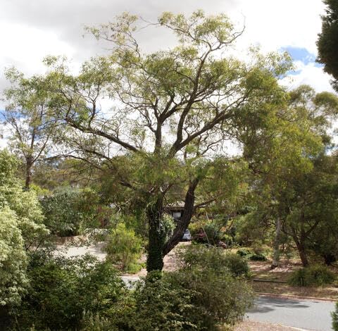 green eucalyptus flower seeds
