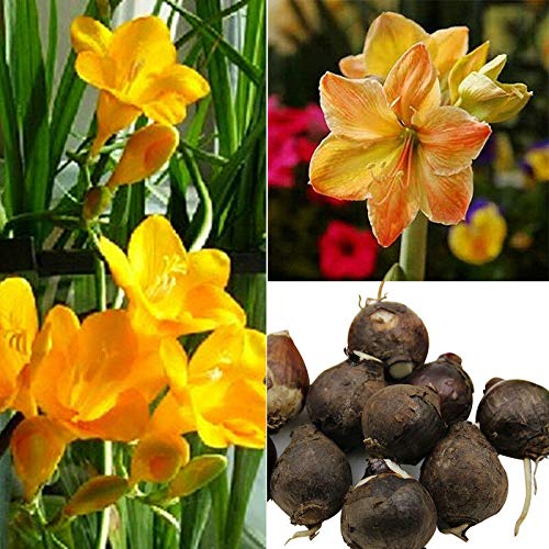 Yellow Sunrise Amaryllis Bulbs for Planting Seeds for Planting