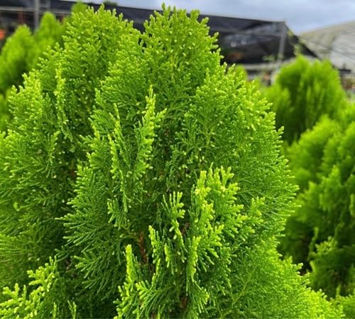 green thuja flower seeds