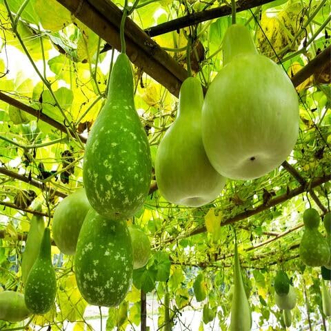 Giant Bottle Gourd Seeds – Heirloom, Non-GMO, High Germination Organic Garden Seeds Planting