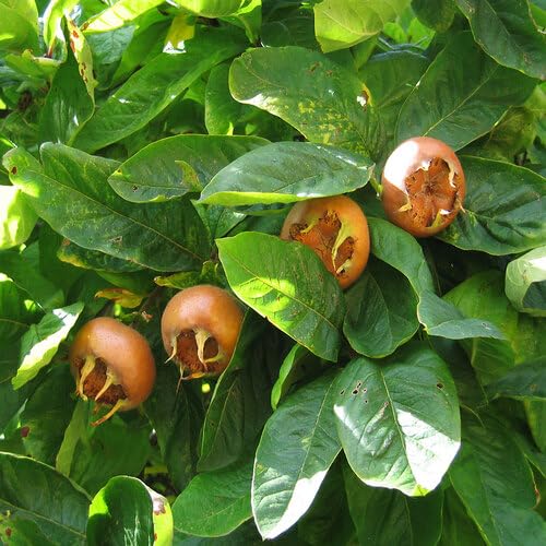 Medlar Seeds – Heirloom, Non-GMO, High Germination Organic Garden Seeds