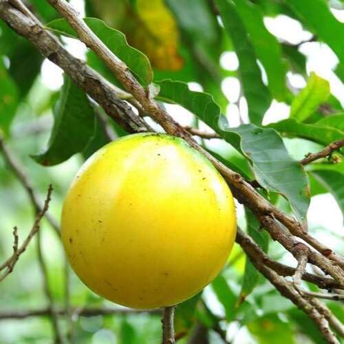 Yellow Abiu Seeds for Planting Heirloom Non-GMO High Germination Organic Garden Seeds