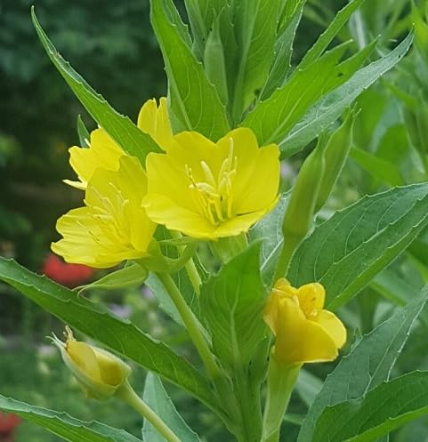yellowprimroseflowerheirloomnongmo flower seeds