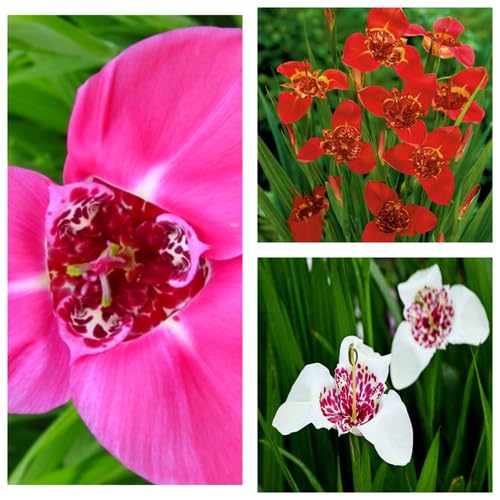 Tigridia Flower Seeds Mixed – Heirloom, Non-GMO, High Germination Organic Seeds