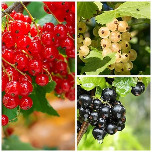 Mixed Currant Fruit Seeds – Heirloom, Non-GMO, High Germination Organic Garden Seeds