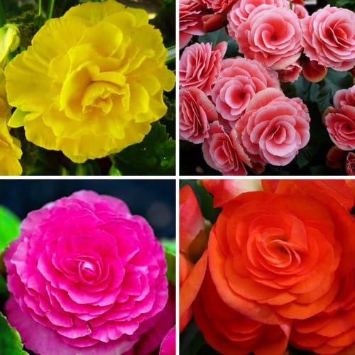 Tuberous Begonia Flower Seeds Heirloom Non-GMO High Germination Organic Garden Seeds for Planting
