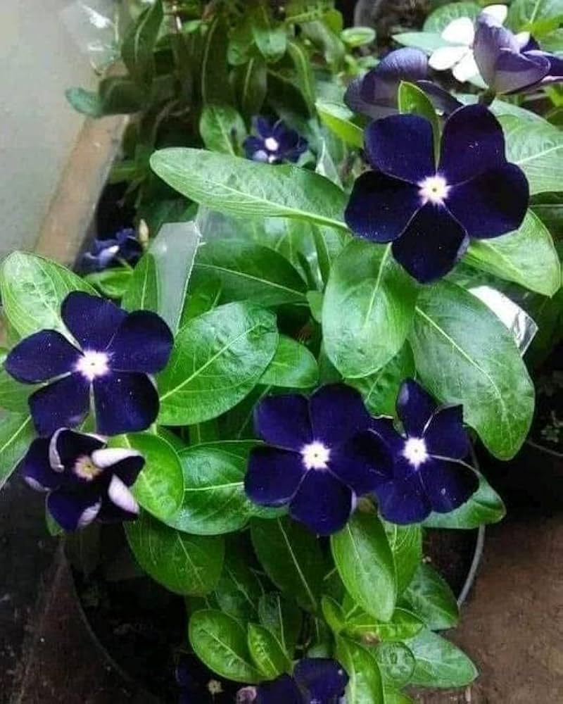 blue vinca flower seeds