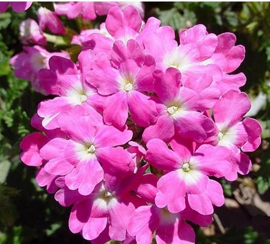 Perennialpcs Verbena Flower Seeds for Planting – Heirloom, Non-GMO, High Germination