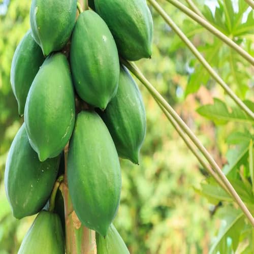 Green Papaya Seeds – Heirloom, Non-GMO, High Germination Organic Garden Seeds