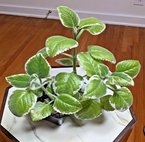 Green Cuban Oregano Plant Seeds Heirloom Non-GMO High Germination Organic Garden Seeds for Planting