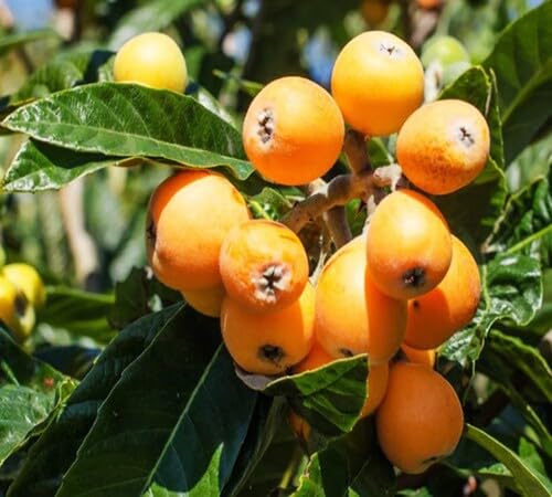 Yellow Medlar Seeds – Heirloom, Non-GMO, High Germination Organic Garden Seeds