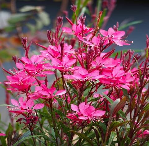 pink gaura flower seeds