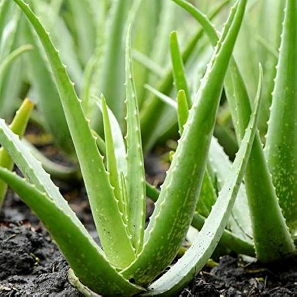 Edible Aloe herb seeds