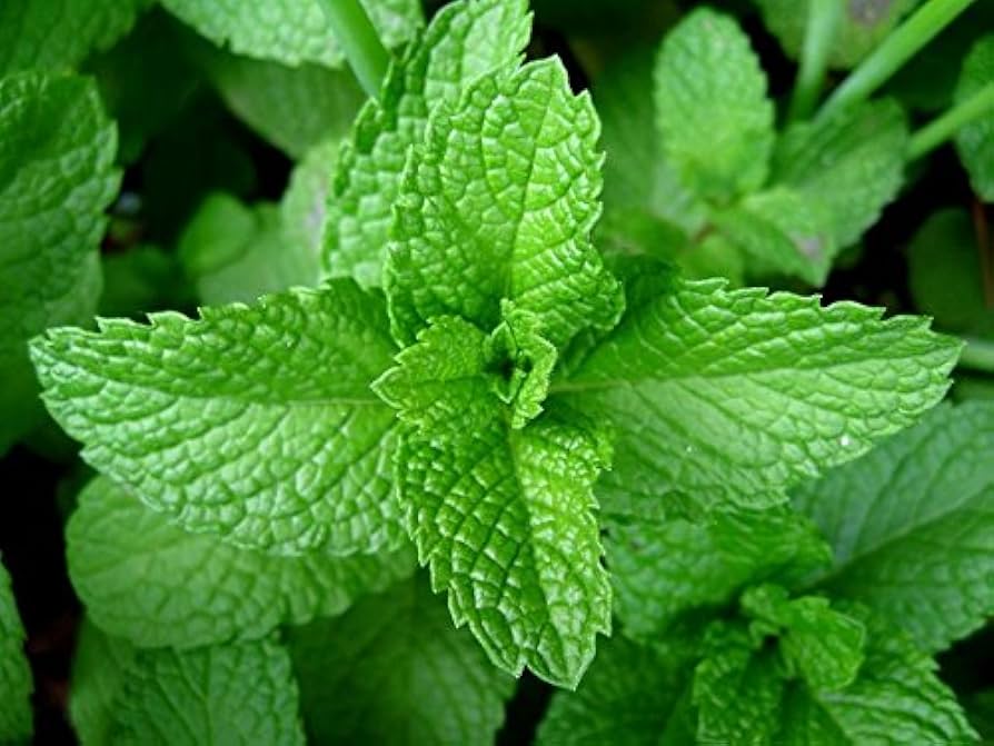 Peppermint Mint herb seeds