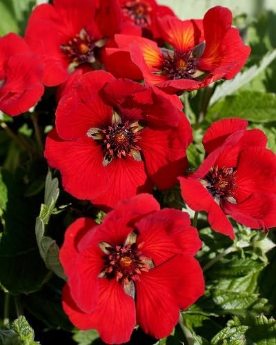 Rote Fingerkraut-Blumensamen – Alte Sorte, gentechnikfrei, hohe Keimrate, Bio-Gartensamen zum Pflanzen