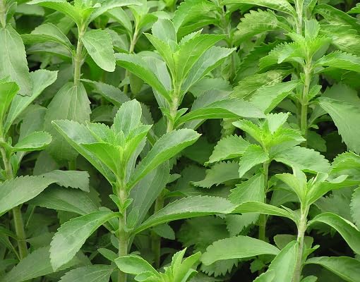 green stevia flower seeds