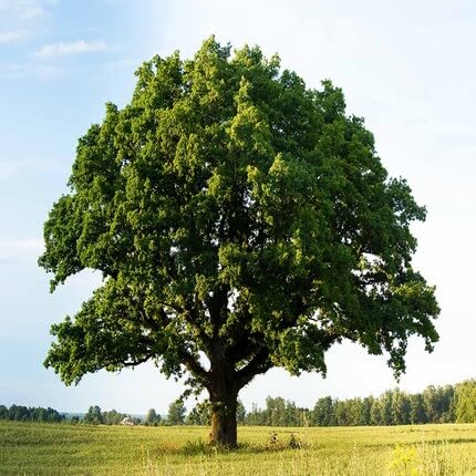 green oak flower seeds