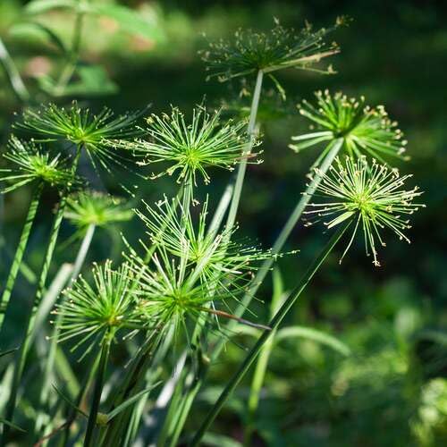 green cyperus flower seeds