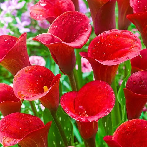 Red Bonsai Calla Lily Flower Seeds Heirloom Non-GMO High Germination Organic Garden Seeds for Planting