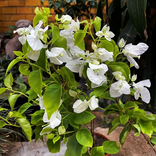 Bougainvillea Flower Seeds White Heirloom Non-GMO High Germination Organic Garden Seeds