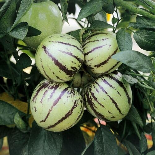 Green Ginseng Melon Seeds – Heirloom, Non-GMO, High Germination Organic Garden Seeds