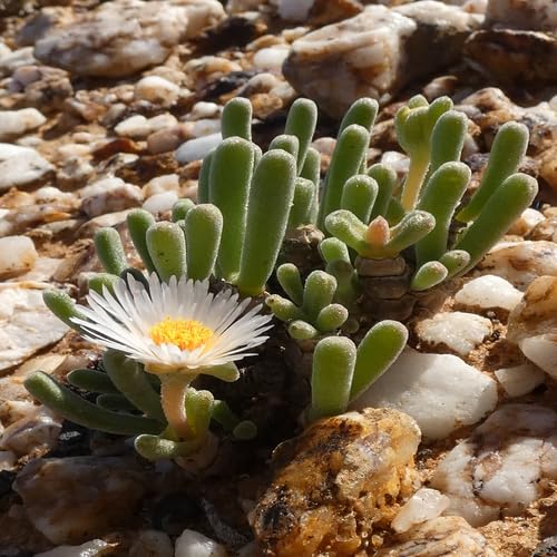 White Monilaria Seeds for Planting Heirloom Non-GMO High Germination Organic Garden Seeds