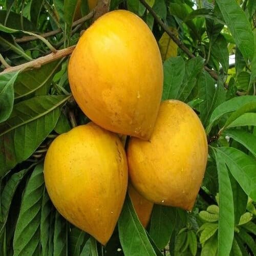 Yellow Lucuma Nervosa Seeds – Heirloom Non-GMO High Germination Organic Garden Seeds for Planting Seeds for Planting