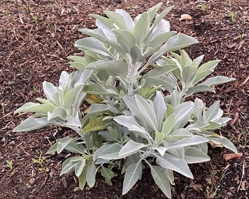 White Sage Plant Seeds Heirloom Non-GMO High Germination Organic Garden Seeds for Planting