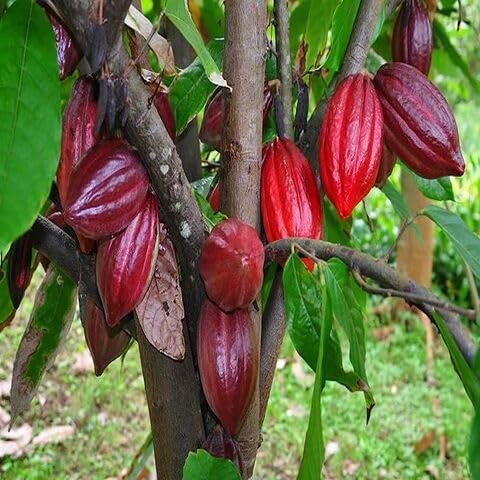 Cacao Seeds – Heirloom, Non-GMO, High Germination Organic Garden Seeds for Planting