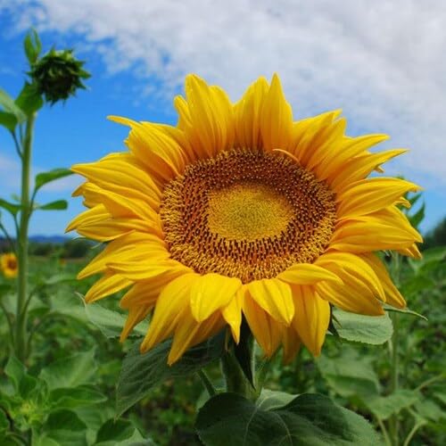 Yellow Mammoth Russian Sunflower Seeds Heirloom Non-GMO High Germination Organic Garden Seeds