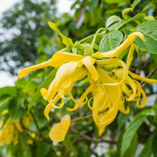 Yellow Ylang Flower Seeds for Planting | Heirloom Non-GMO High Germination Organic