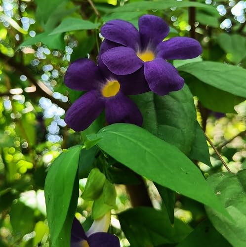 Purple Thunbergia Flower Seeds Heirloom Non-GMO High Germination Organic Garden Seeds for Planting