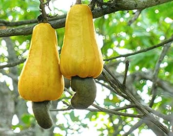 cashewnuttreeheirloomnongmo flower seeds