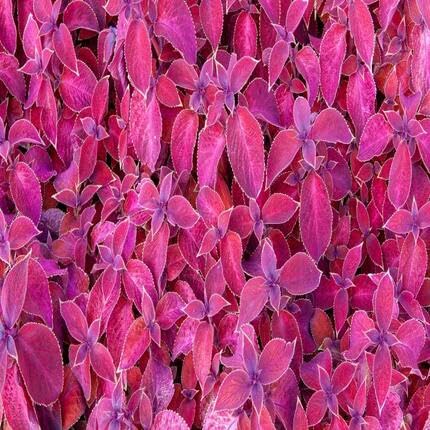 pink coleus flower seeds