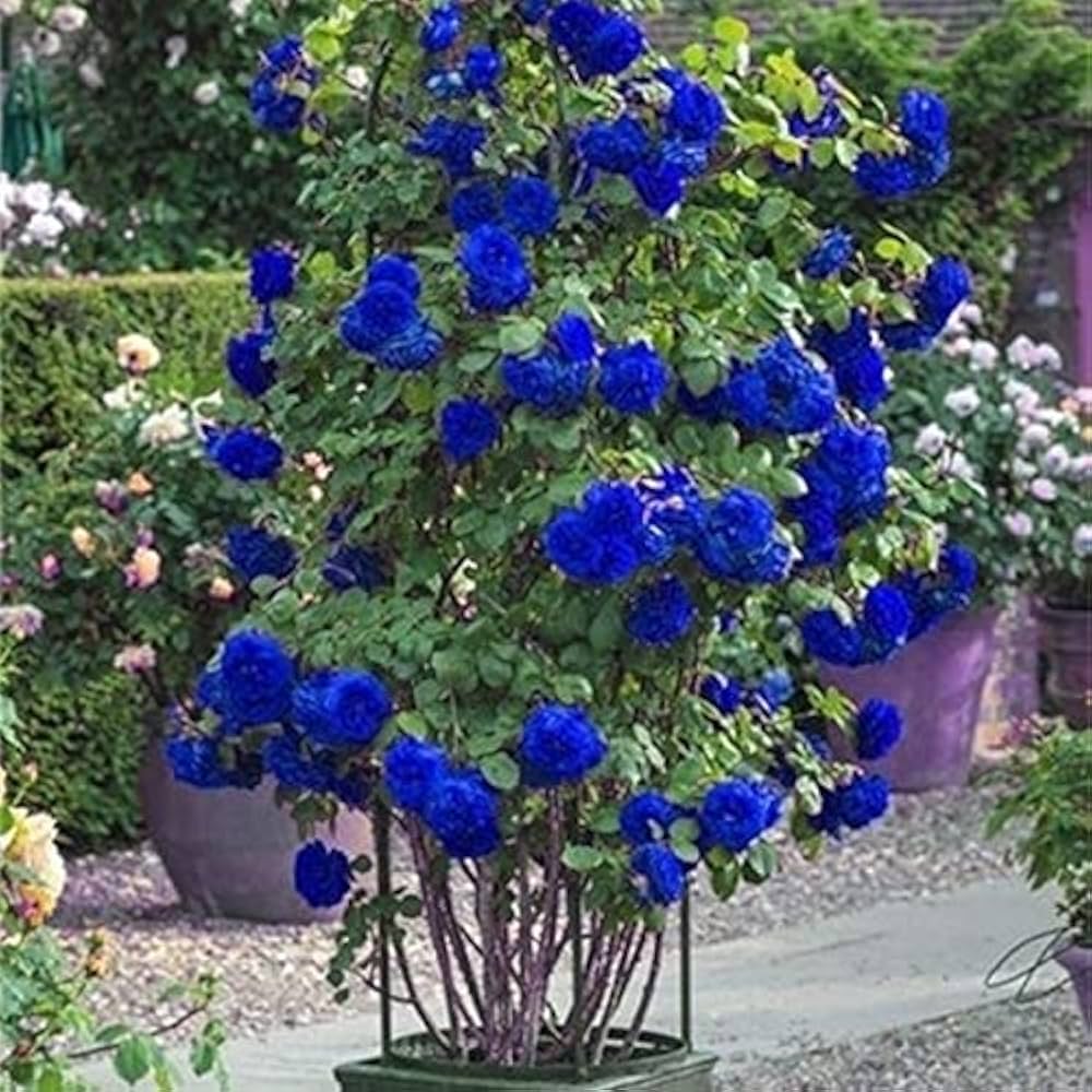 blue blue flower seeds