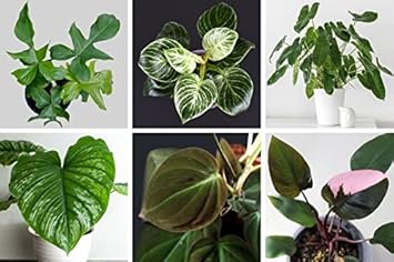 greenphilodendronheirloomnongmo flower seeds
