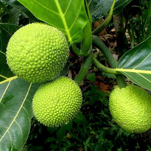 Green Bread Seeds – Heirloom, Non-GMO, High Germination Organic Garden Seeds