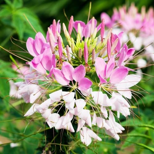 White Pink Cleome Flower Seeds – Heirloom Non-GMO High Germination Organic Garden Seeds